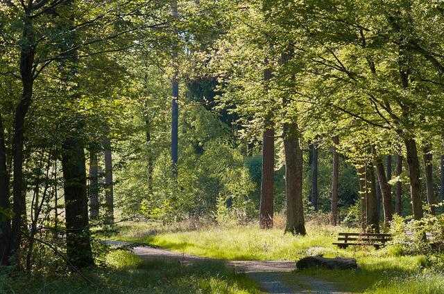 Rotwildpark bei Stuttgart